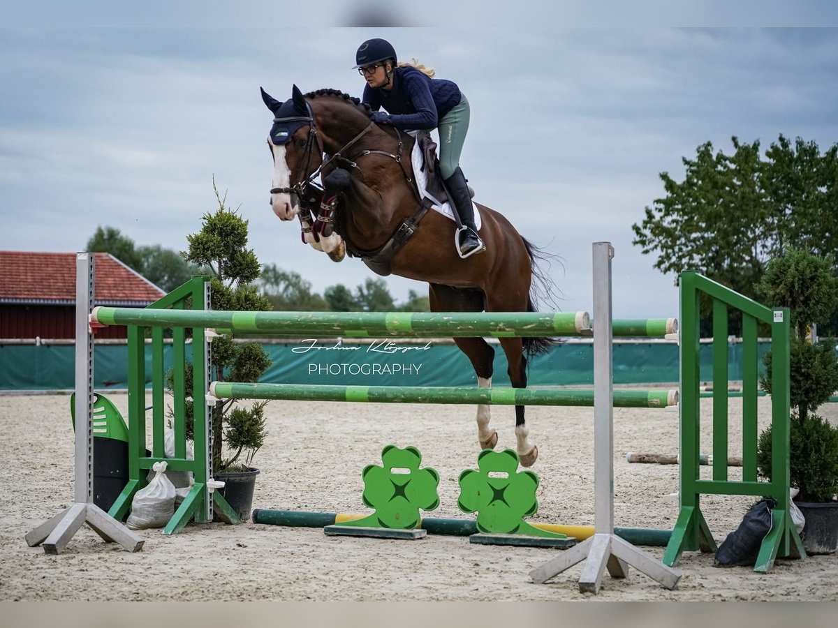 Holsteiner Wallach 6 Jahre 168 cm Brauner in Altusried