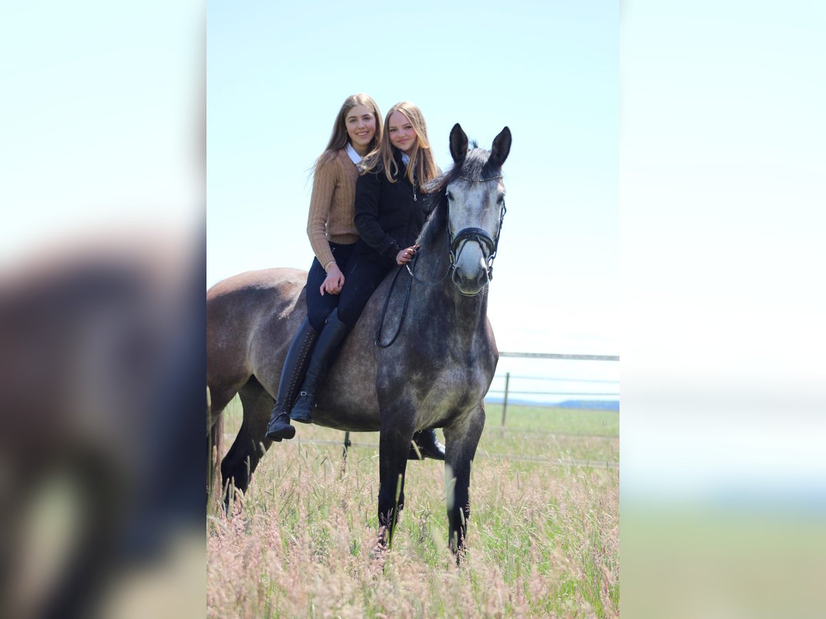Holsteiner Wallach 6 Jahre 168 cm Schimmel in Strullendorf
