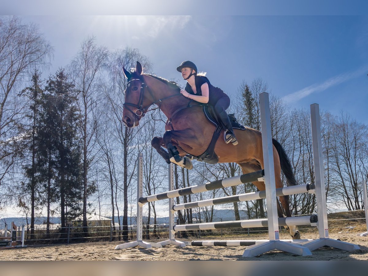 Holsteiner Wallach 6 Jahre 170 cm Brauner in Lochen am See