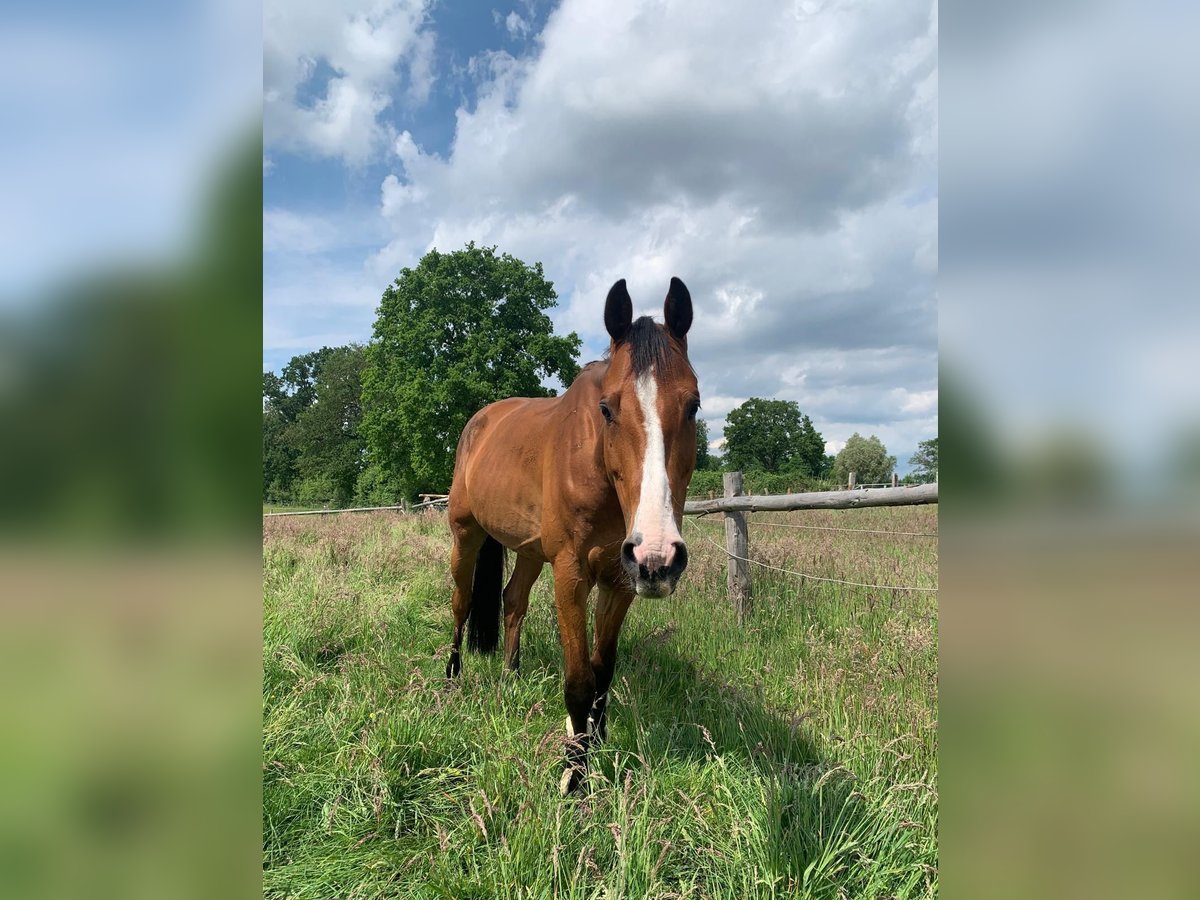 Holsteiner Wallach 6 Jahre 170 cm Brauner in Hamburg