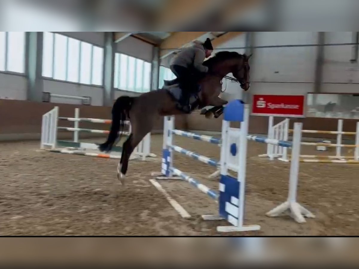 Holsteiner Wallach 6 Jahre 170 cm Brauner in L&#xFC;btheenGarlitz