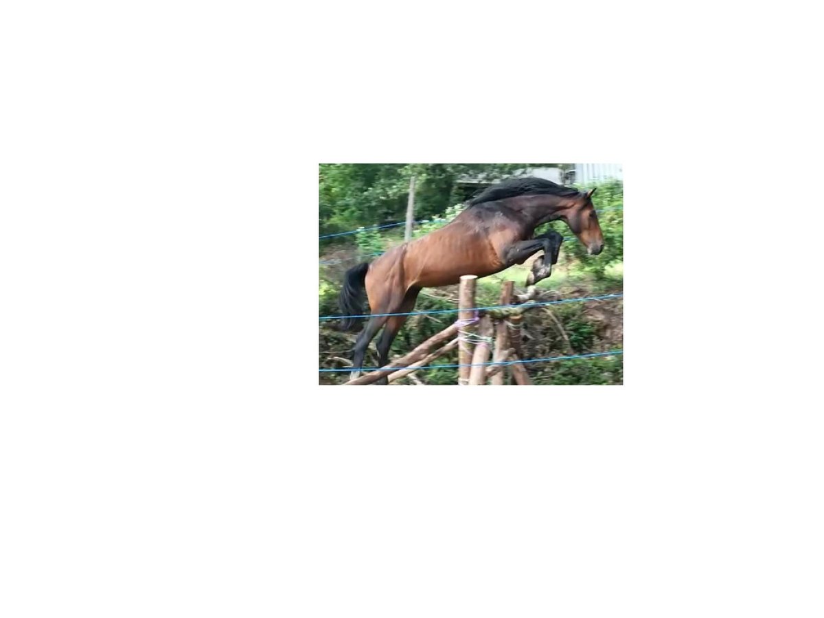 Holsteiner Wallach 6 Jahre 170 cm Dunkelbrauner in Couiza