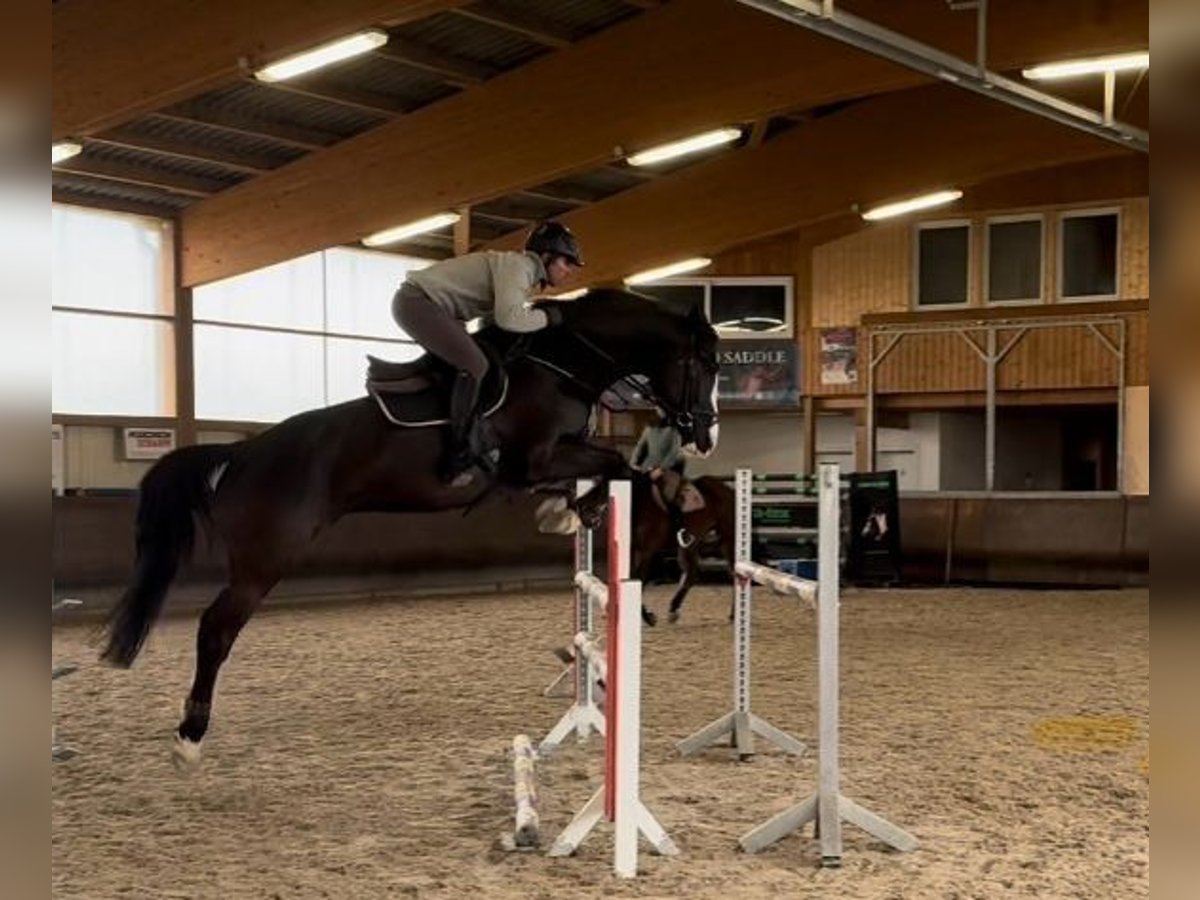 Holsteiner Wallach 6 Jahre 170 cm Rappe in Gerstetten