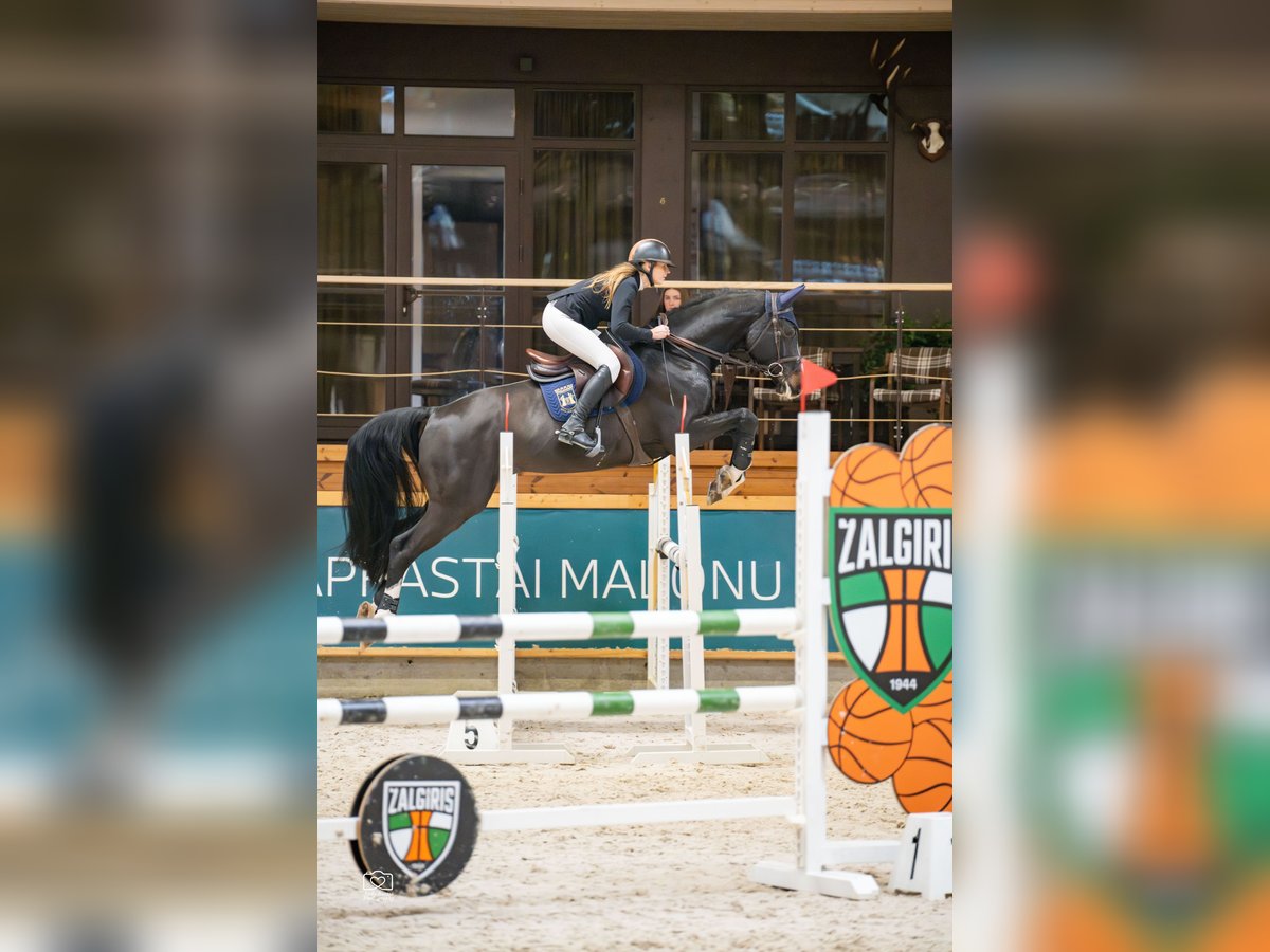Holsteiner Wallach 6 Jahre 171 cm Dunkelbrauner in Balkasodis, Alytus region