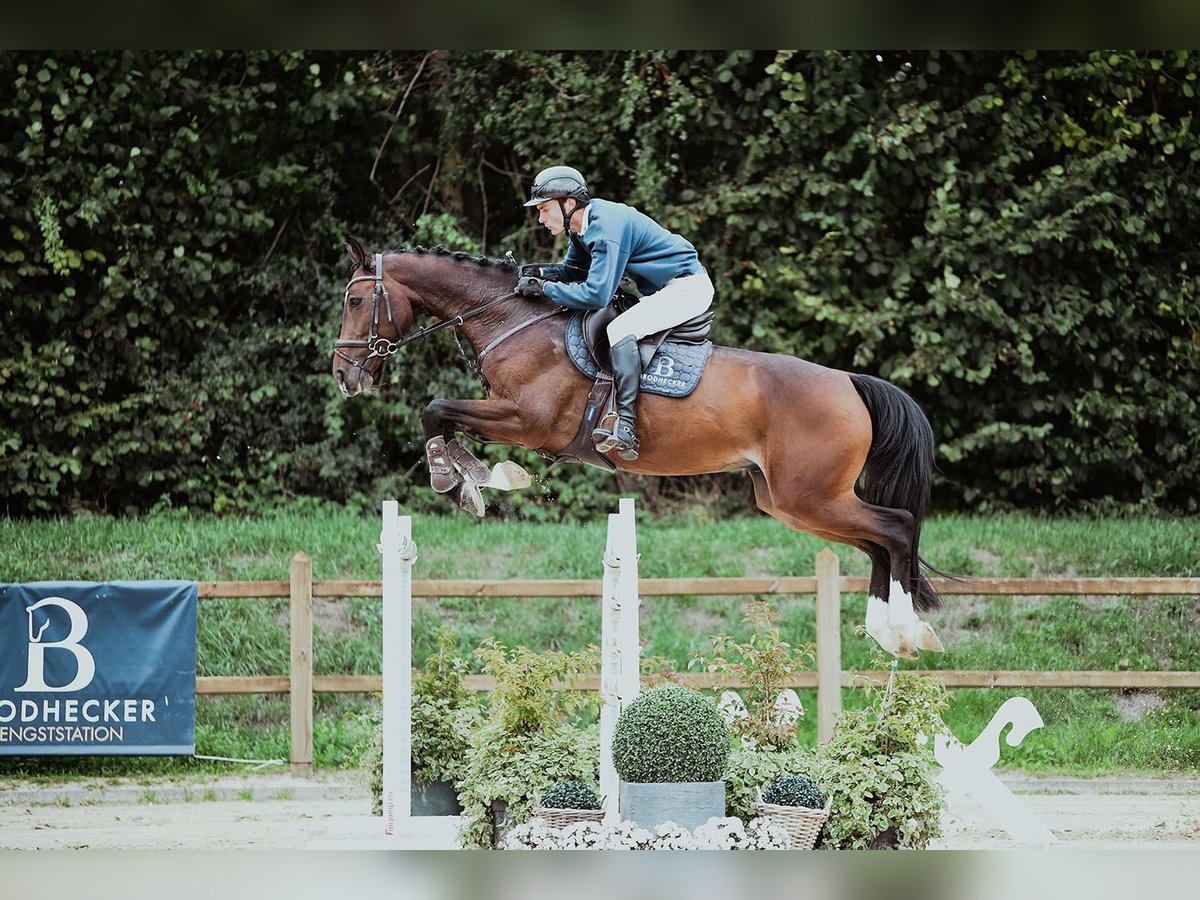 Holsteiner Wallach 6 Jahre 172 cm Brauner in Riedstadt