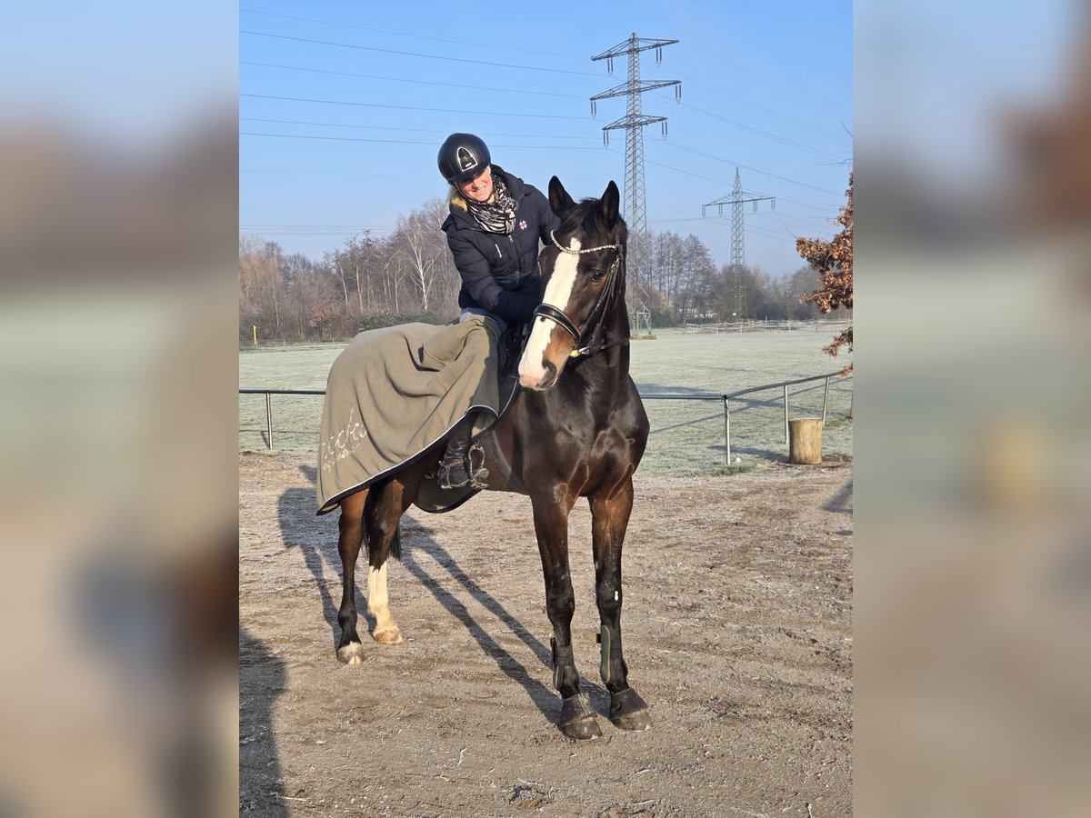 Holsteiner Wallach 6 Jahre 172 cm Dunkelbrauner in B&#xFC;hl