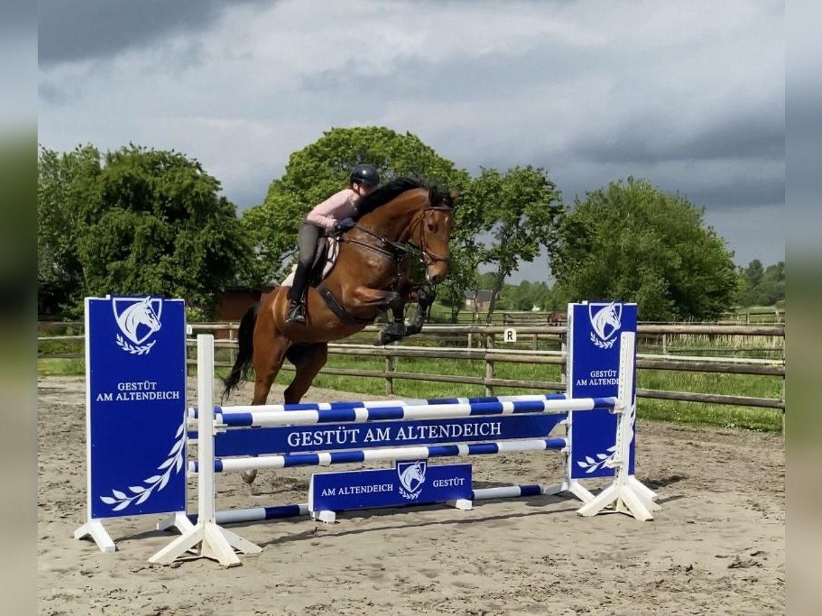 Holsteiner Wallach 6 Jahre 175 cm Brauner in Borsfleth Holsteiner Wallach 6 Jahre 175 cm Brauner in Borsfleth