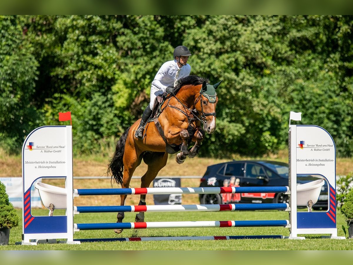 Holsteiner Wallach 6 Jahre 177 cm Brauner in Bad Schmiedeberg