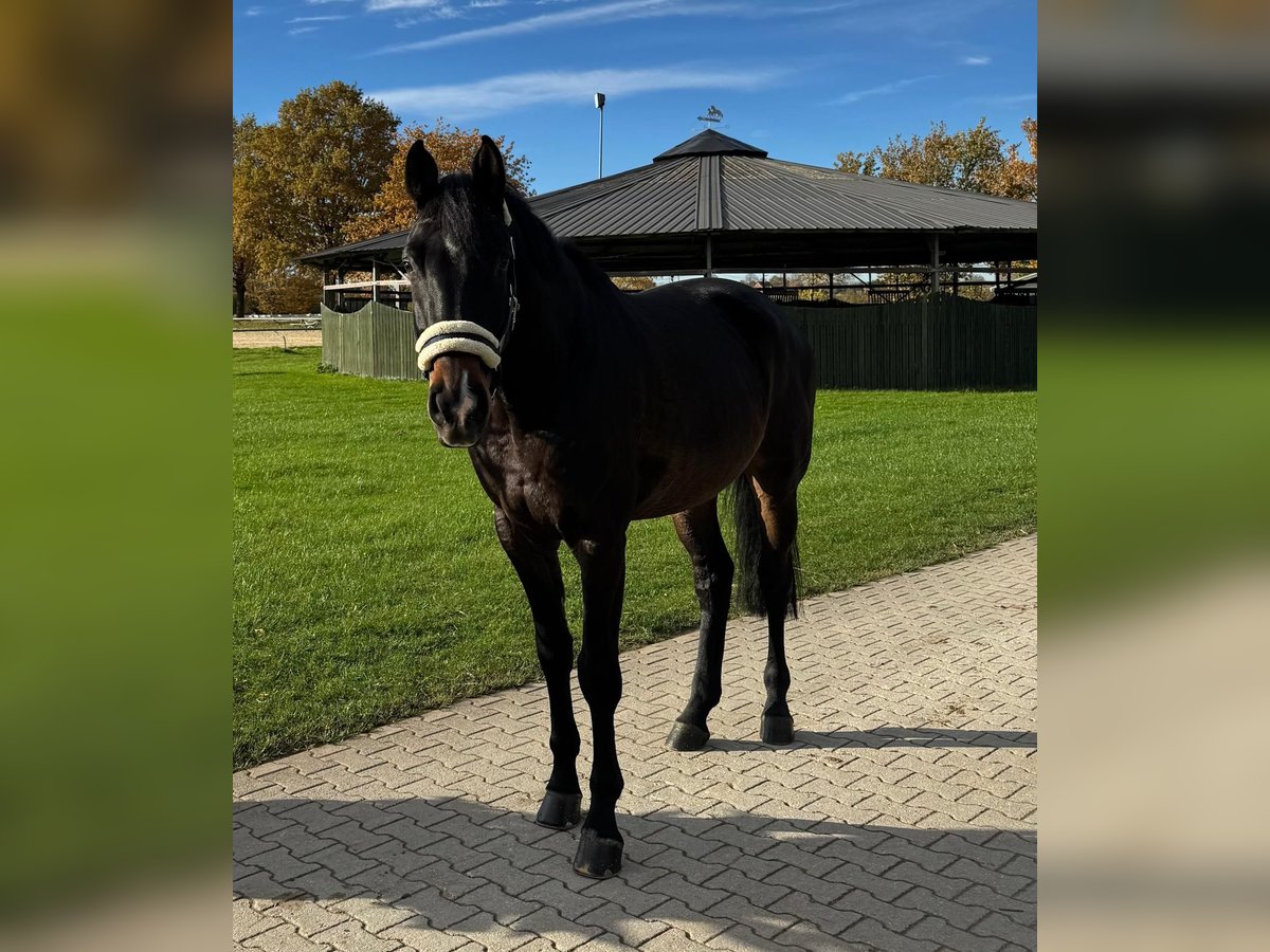 Holsteiner Wallach 6 Jahre 177 cm in Neuss