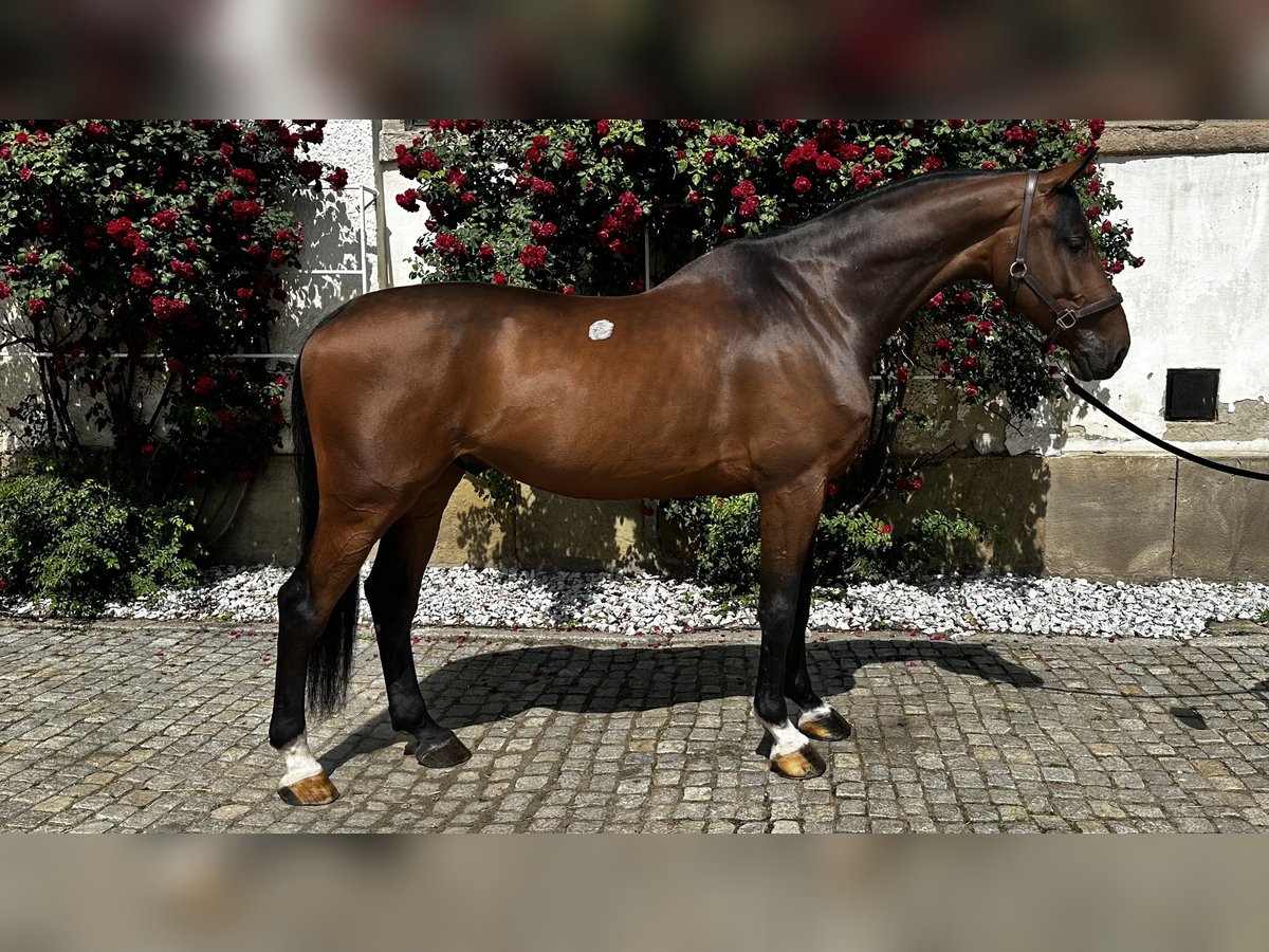Holsteiner Wallach 6 Jahre 178 cm Rotbrauner in Szczawno-Zdr&#xF3;j