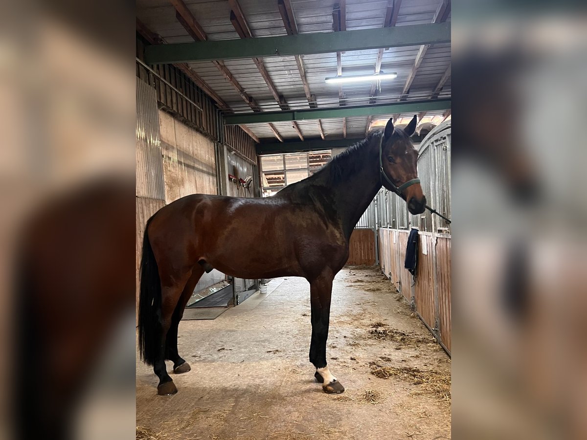 Holsteiner Wallach 6 Jahre 180 cm Dunkelbrauner in Steinheim am Albuch