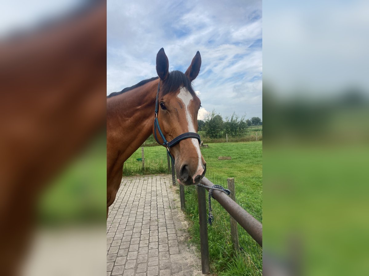 Holsteiner Wallach 6 Jahre 182 cm Brauner in Ladelund