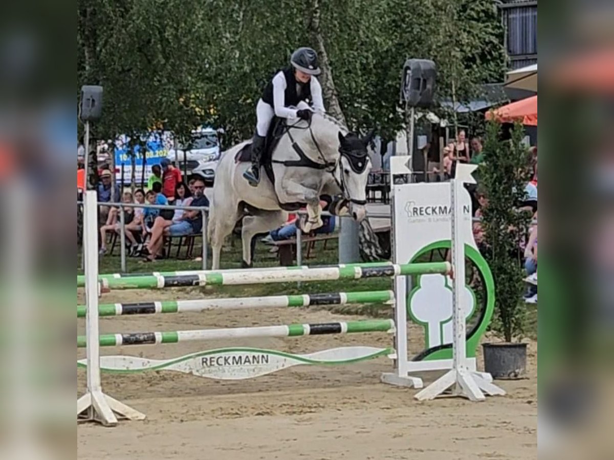 Holsteiner Wallach 6 Jahre Schimmel in Wächtersbach