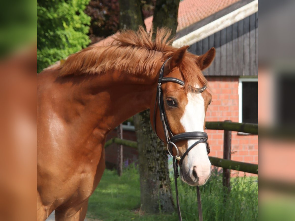 Holsteiner Wallach 7 Jahre 155 cm Fuchs in Dülmen