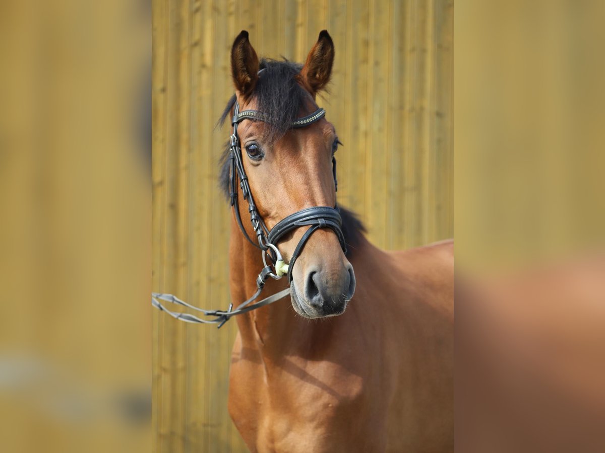 Holsteiner Wallach 7 Jahre 165 cm Brauner in Ph&#xF6;ben