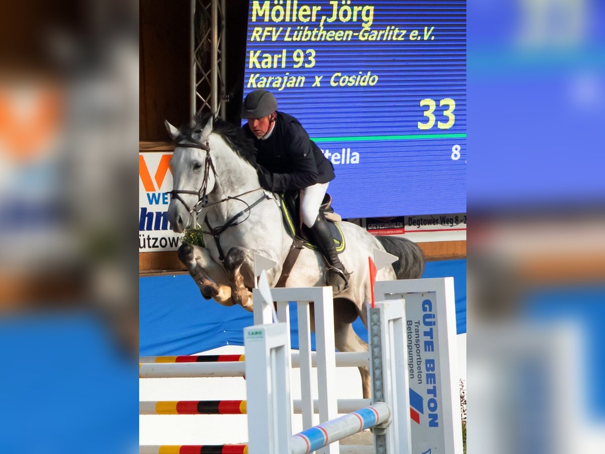 Holsteiner Wallach 7 Jahre 166 cm Apfelschimmel in L&#xFC;btheen