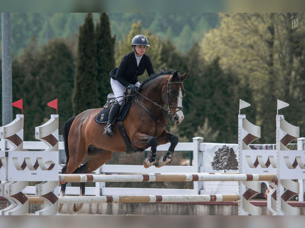 Holsteiner Wallach 7 Jahre 166 cm Brauner in Lithuania