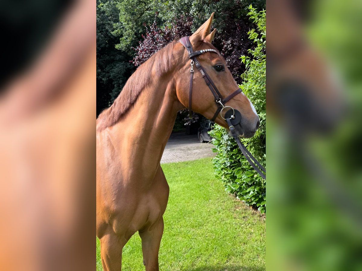 Holsteiner Wallach 7 Jahre 168 cm in Neum&#xFC;nster
