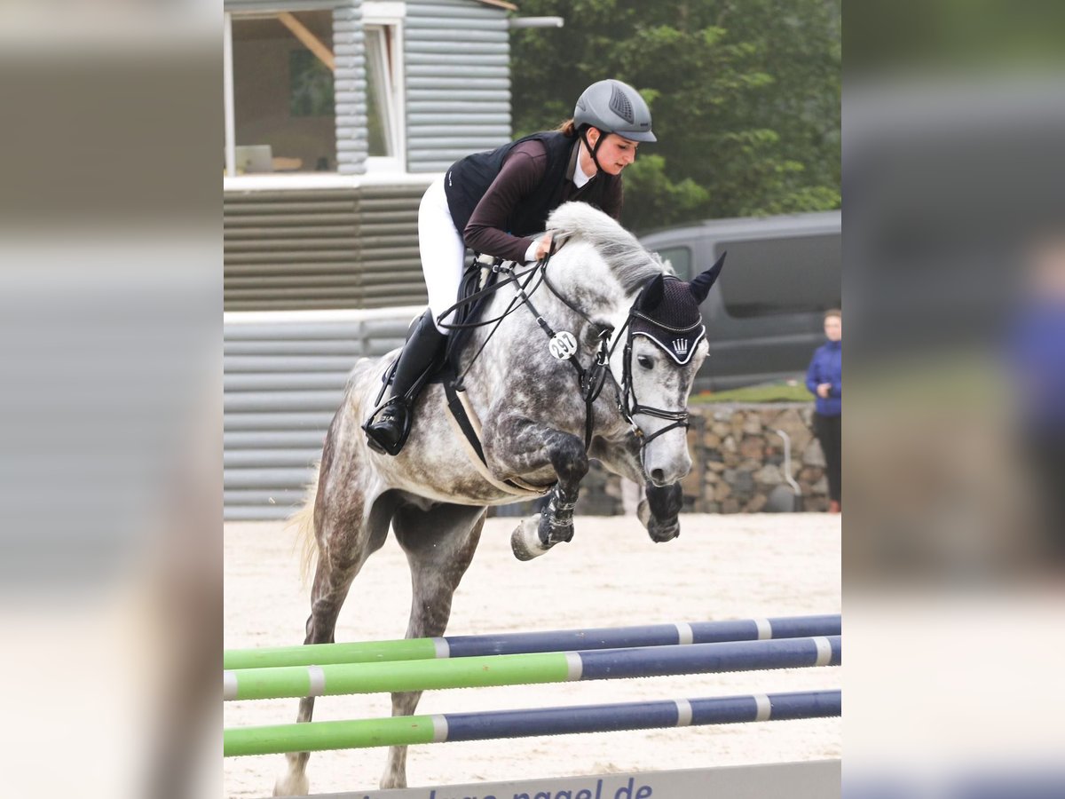 Holsteiner Wallach 7 Jahre 170 cm Apfelschimmel in CoburgCoburg