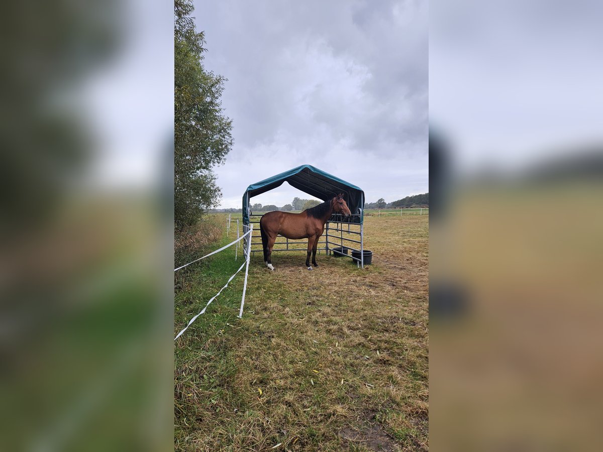Holsteiner Wallach 7 Jahre 170 cm Brauner in Wienhausen