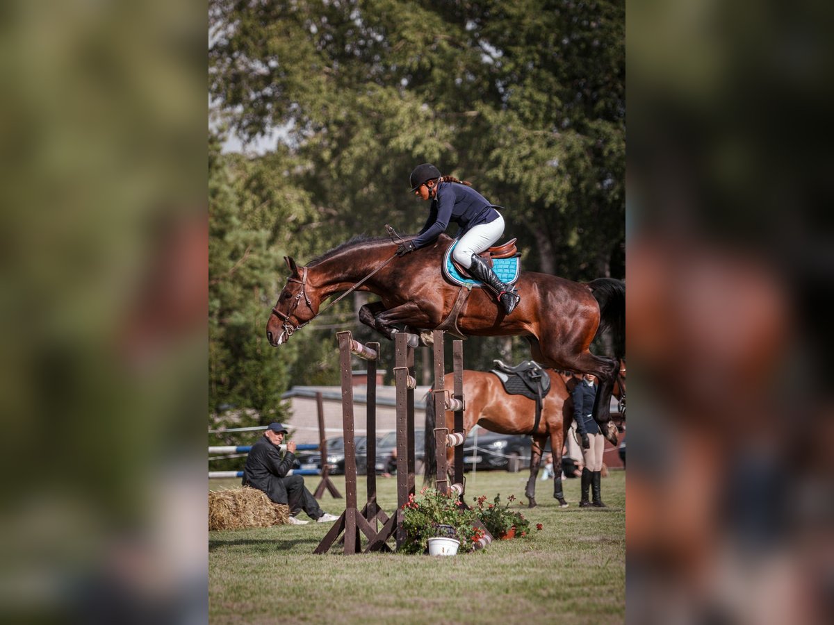 Holsteiner Mix Wallach 7 Jahre 170 cm Brauner in Languidic