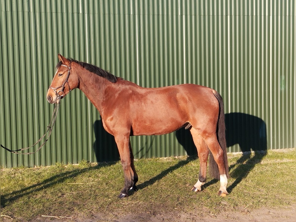 Holsteiner Wallach 7 Jahre 170 cm Brauner in Rendsburg