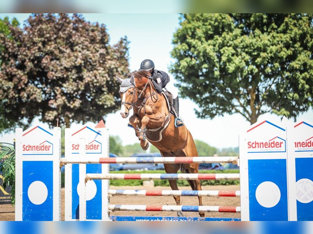 Holsteiner Wallach 7 Jahre 170 cm Fuchs in Lentzke