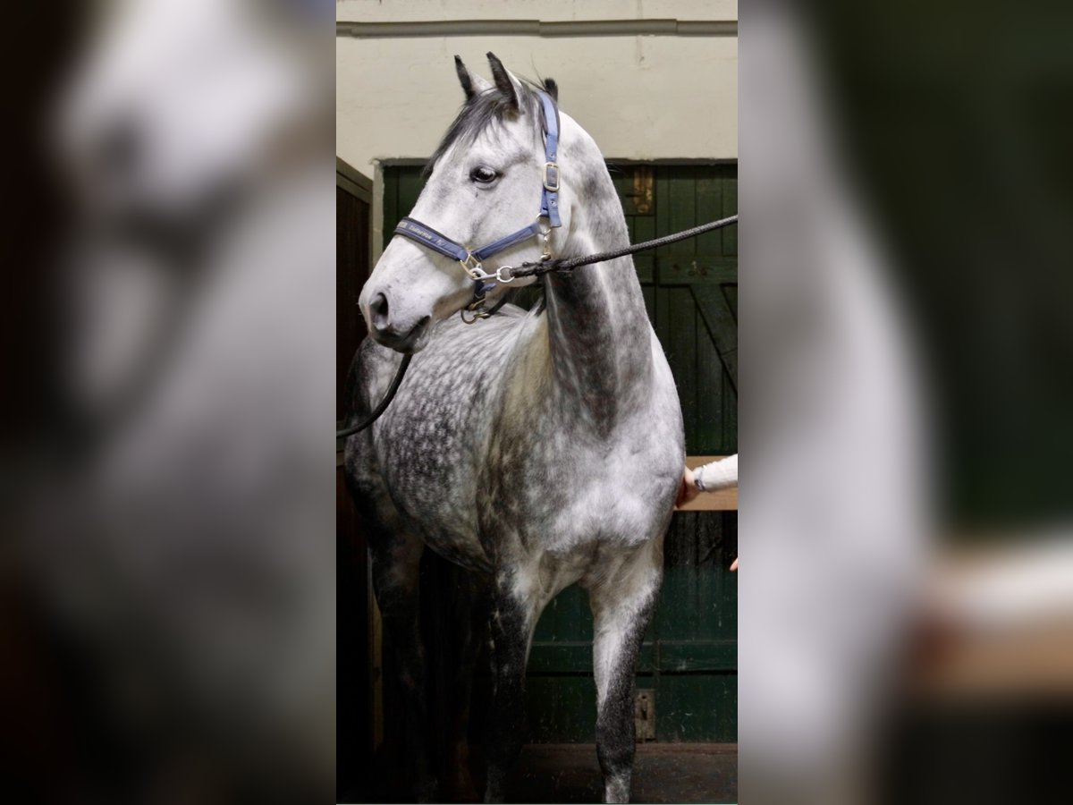 Holsteiner Wallach 7 Jahre 170 cm Schimmel in Oersdorf