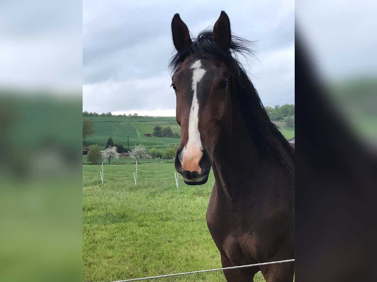 Holsteiner Wallach 7 Jahre 174 cm Dunkelbrauner in Neukirchen