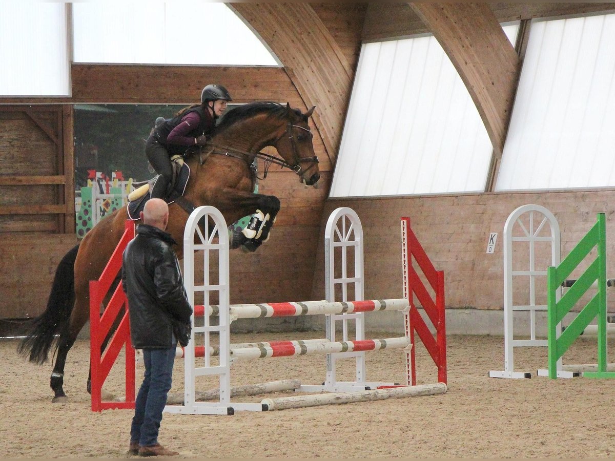 Holsteiner Wallach 7 Jahre 175 cm Brauner in BalingenBalingen