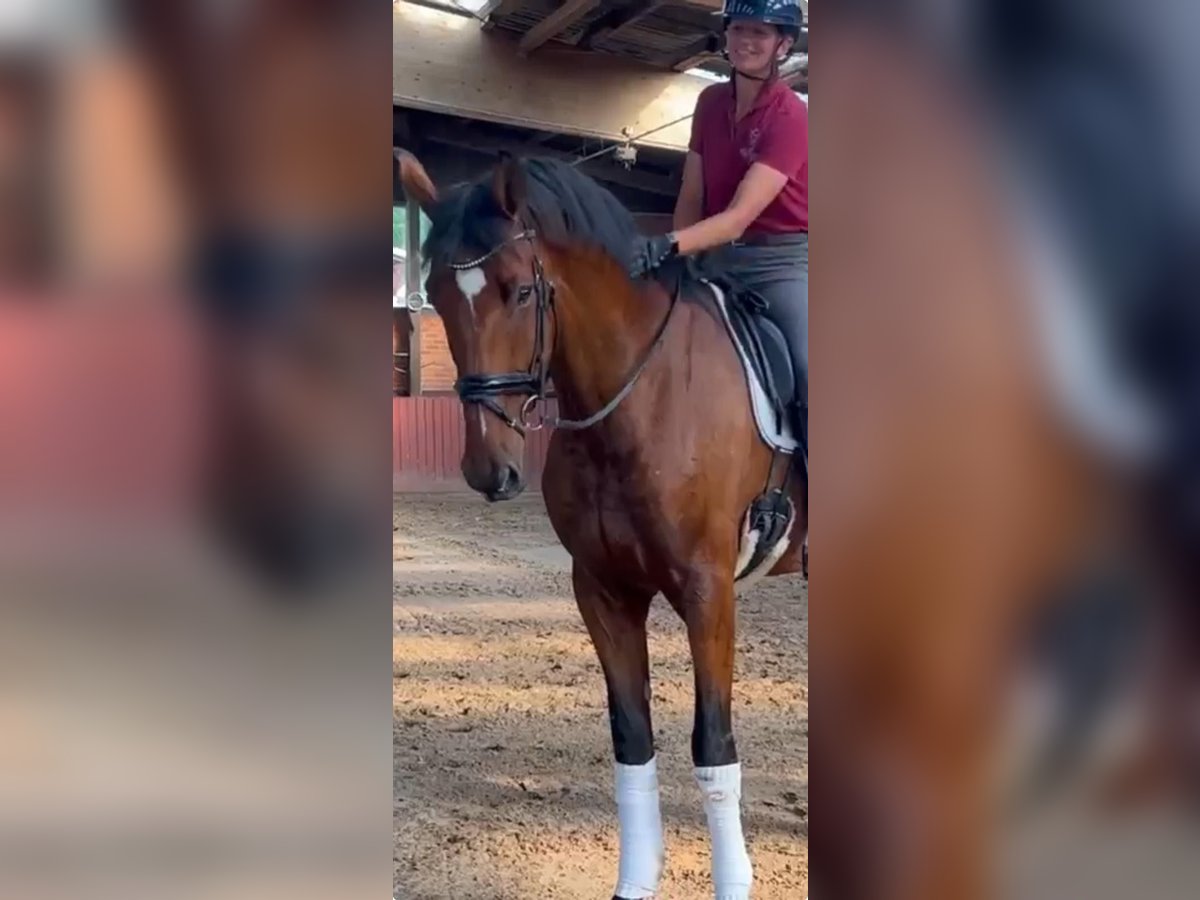 Holsteiner Wallach 7 Jahre 179 cm Brauner in Werne