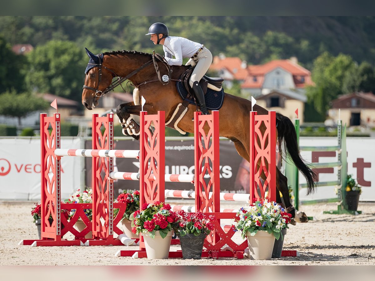 Holsteiner Wallach 7 Jahre 182 cm Brauner in Prague