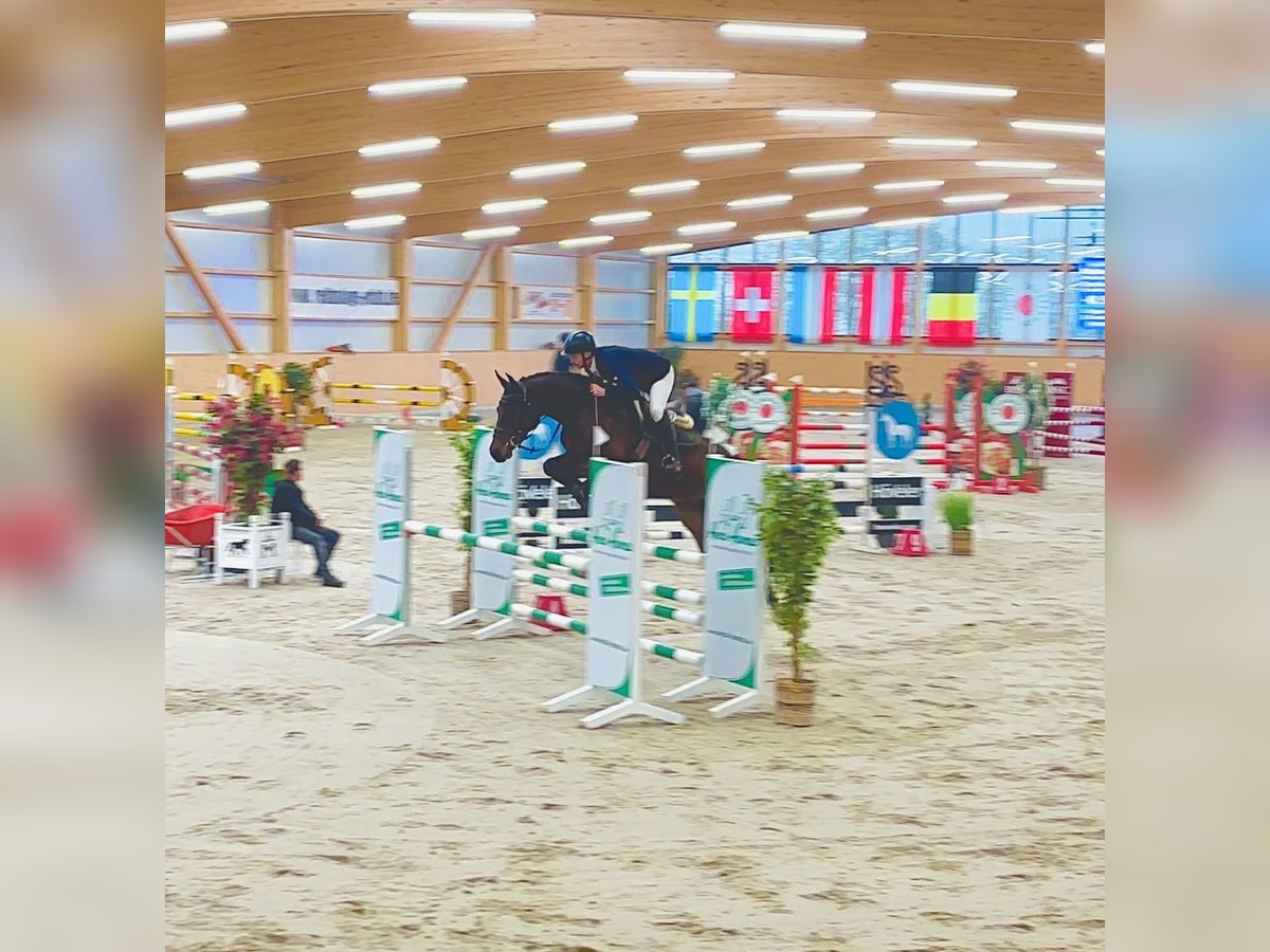 Holsteiner Wallach 8 Jahre 165 cm Brauner in Damm