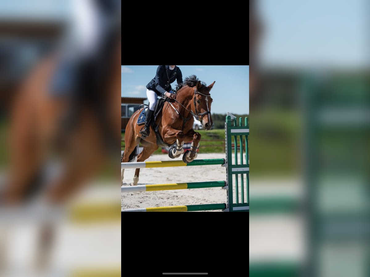 Holsteiner Wallach 8 Jahre 165 cm Rotbrauner in Szklary G&#xF3;rne