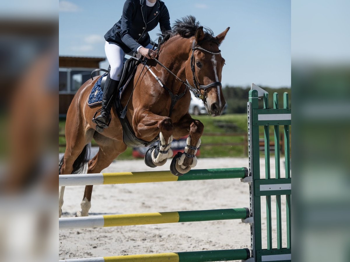 Holsteiner Wallach 8 Jahre 165 cm Rotbrauner in Szklary G&#xF3;rne