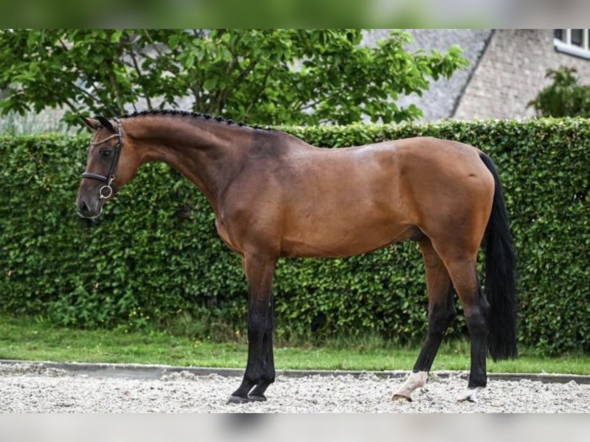 Holsteiner Wallach 8 Jahre 167 cm Brauner in GROTE-BROGEL