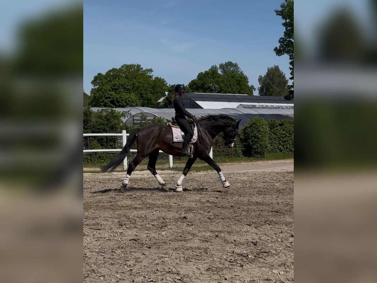 Holsteiner Wallach 8 Jahre 170 cm in Hamburg Groß Borstel
