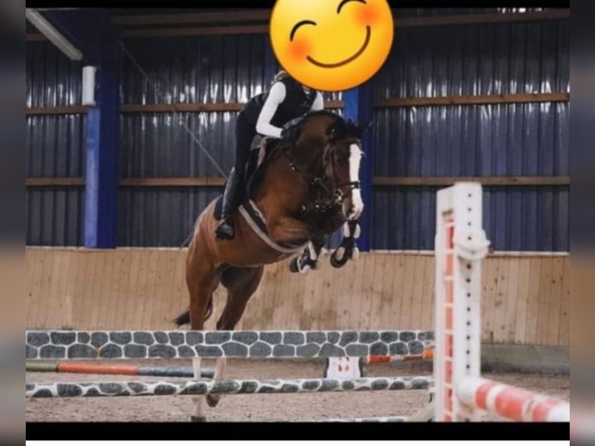 Holsteiner Wallach 8 Jahre 170 cm in Schafflund