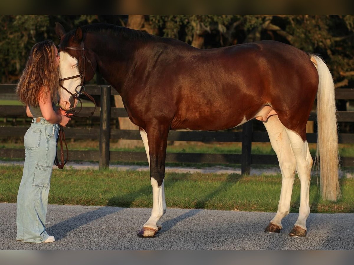Holsteiner Wallach 8 Jahre 170 cm Tobiano-alle-Farben in Barcelona
