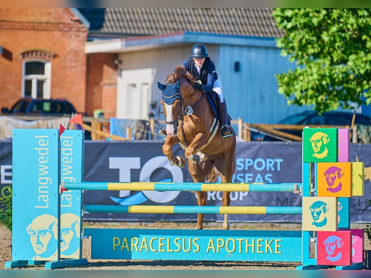 Holsteiner Wallach 8 Jahre 172 cm Fuchs in Verden (Aller)