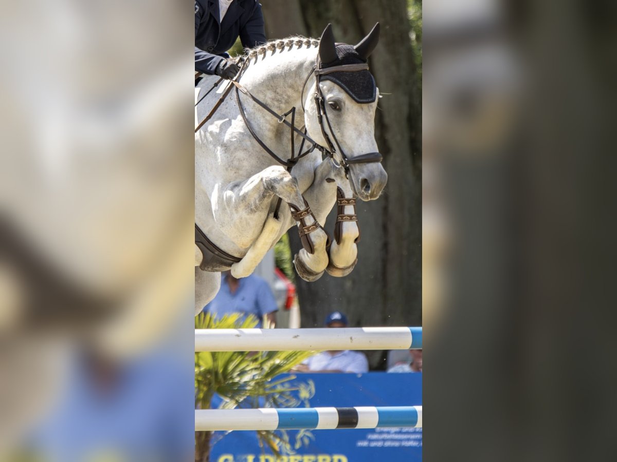 Holsteiner Wallach 8 Jahre 174 cm Apfelschimmel in Mallentin