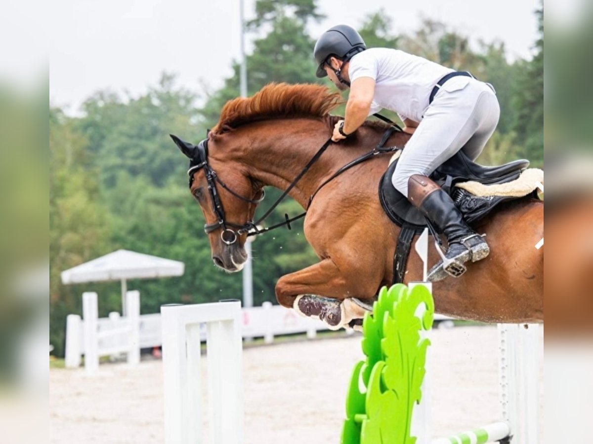 Holsteiner Wallach 8 Jahre 178 cm Fuchs in Danzig