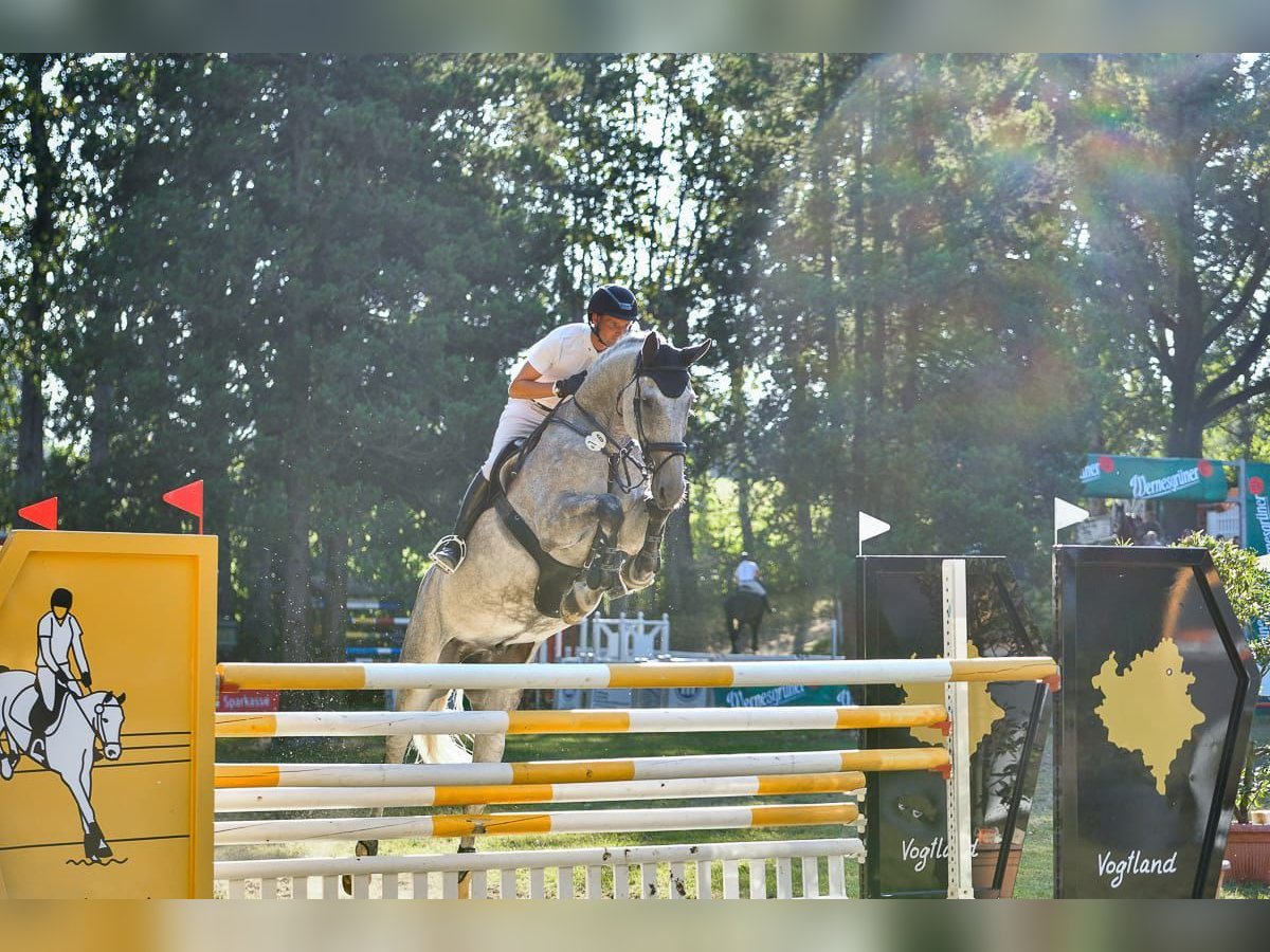 Holsteiner Wallach 8 Jahre 178 cm Schimmel in Greiz