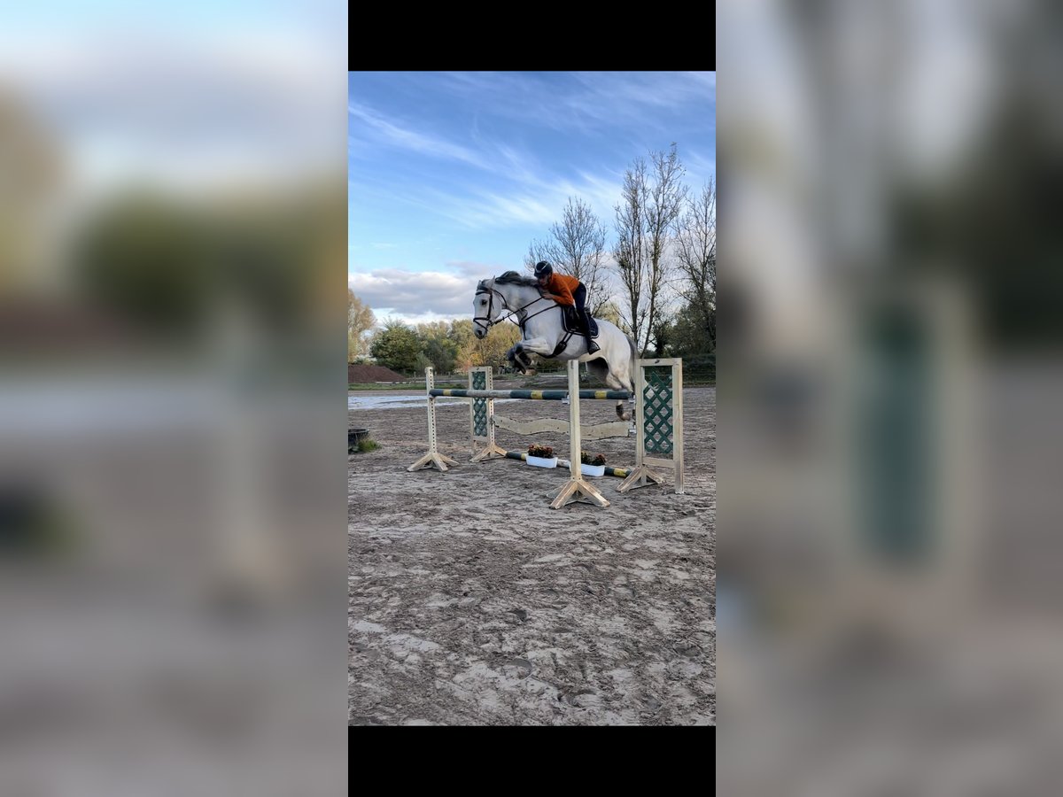 Holsteiner Wallach 8 Jahre 178 cm Schimmel in B&#xFC;ttelbornB&#xFC;ttelborn