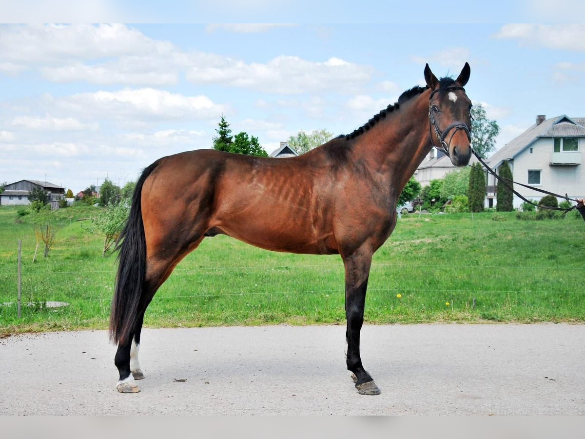 Holsteiner Mix Wallach 9 Jahre 164 cm Brauner in Languidic