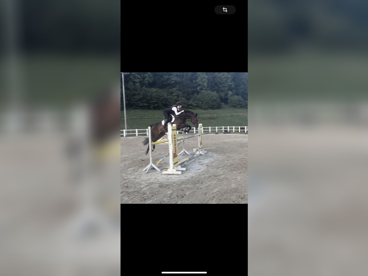 Holsteiner Wallach 9 Jahre 166 cm Dunkelbrauner in Spittal