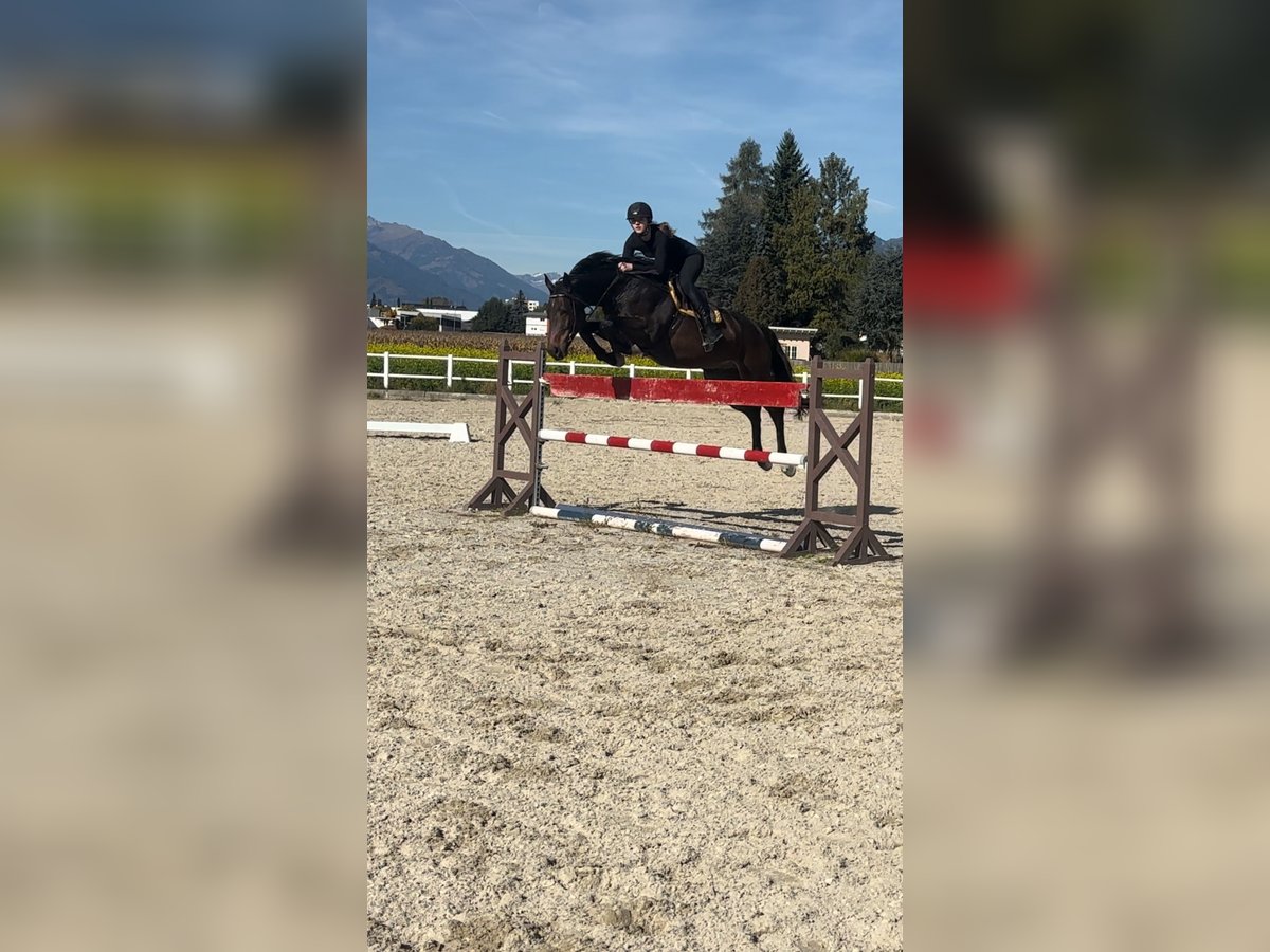 Holsteiner Wallach 9 Jahre 167 cm Dunkelbrauner in Spittal an der Drau