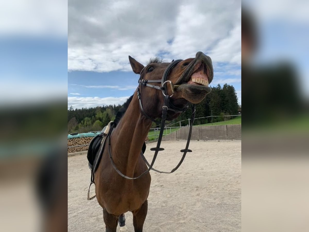 Holsteiner Wallach 9 Jahre 170 cm Brauner in Traunstein