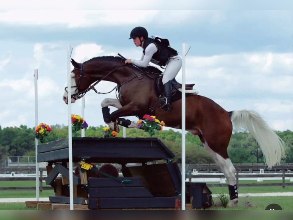 Holsteiner Wallach 9 Jahre 170 cm Tobiano-alle-Farben in Zaragoza