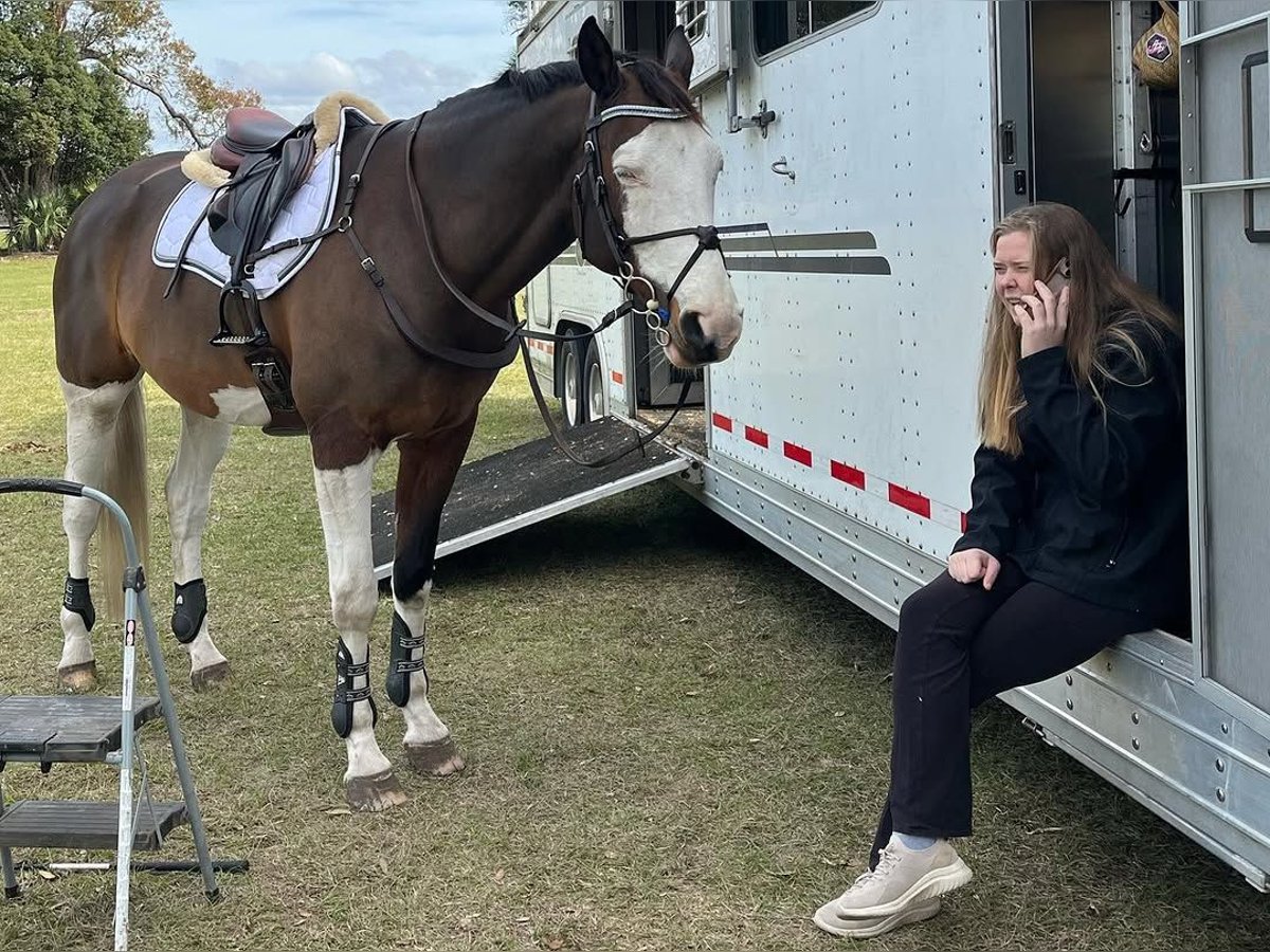 Holsteiner Wallach 9 Jahre 170 cm Tobiano-alle-Farben in Heverlee Holsteiner Wallach 9 Jahre 170 cm Tobiano-alle-Farben in Heverlee